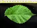 Ulmus laevis leaf