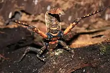 Threat pose of the phasmid Haaniella dehaanii