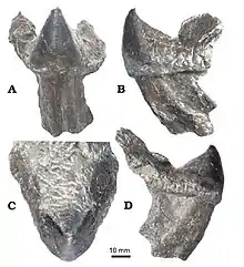 Haboroteuthis poseidon, holotype, a lower jaw. Frontal (A), left lateral (B), dorsal (C), and right lateral (D) views