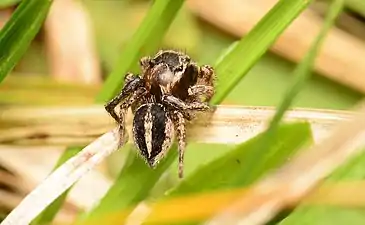 Male dorsal