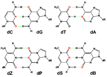 Hachimoji DNA