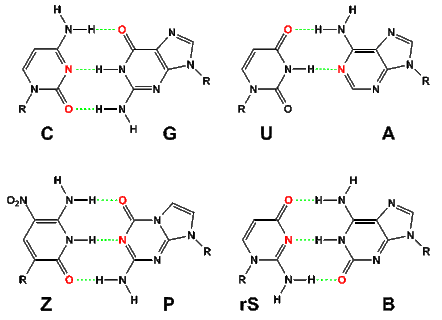 Hachimoji RNA