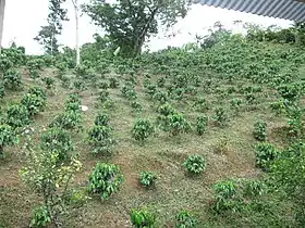 Newly planted coffee trees (after Hurricane Maria destroyed all the coffee trees in 2017)