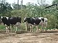 Cows in line to be milked