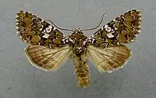 Hadena albimacula
