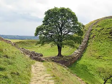 Sycamore Gap tree, which was felled in an act of vandalism (also known as the "Robin Hood Tree", so called because it appeared in the film Robin Hood: Prince of Thieves)