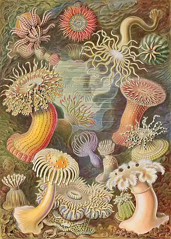 Sea anemone (Actiniae)