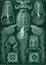 Box jellyfish (Cubomedusae)