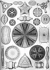 Diatoms (Diatomea)