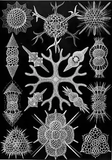 Haeckel's Spumellaria; the skeletons of these Radiolaria have foam-like forms.