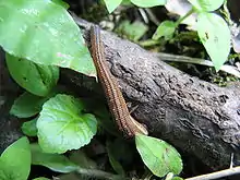 A terrestrial leech, Haemadipsa zeylanica