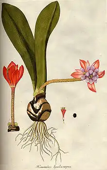 Botanical illustration by Nikolaus Joseph von Jacquin