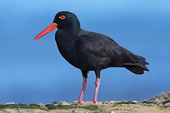 Sooty oystercatcher standing on a rock