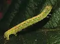 Final-instar larva