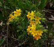 Flowers of hairy puccoon at Illinois Beach State Park