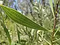 Hakea laevipes leaf