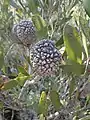 fruit