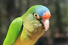 Closeup of a pet Half Moon Conure in captivity