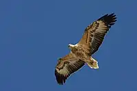 White-bellied sea eagle