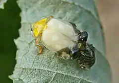Ecdysis, imago emerging from pupa. The colours will change, when the ladybird hardens.