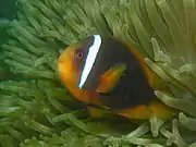 A. frenatus (Tomato anemonefish)