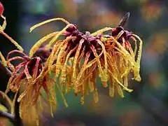 Hamamelis × intermedia 'Aphrodite'