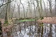 The last pond in Hambach Forest, February 2016