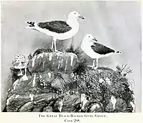 The Great Black-backed Gull Group. Case 208.