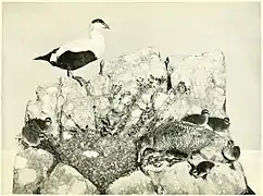 The Eider Duck Group. Case 193.