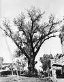 The Hanging Tree in Pueblo, Colorado, c.1880.