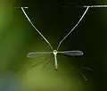 Tipulidae Kerala Hanging from spiders webs is known in a number of families of Culicidae, Limoniidae, Tipulidae and Mycetophilidae.