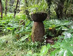 Haputo Beach Site