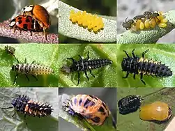 Life cycle: mating, eggs, five larval stages, pupa and newly emerged adult
