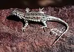 Sagebrush lizard (Sceloporus graciosus)