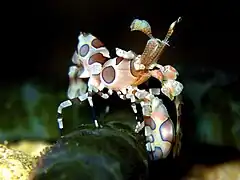 Harlequin shrimp of Indian Ocean/West Pacific population
