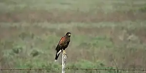 Harris's Hawk (Parabuteo unicinctus) on the road to Mezquital, Municipality of Matamoros, Tamaulipas, Mexico (18 March 2009).