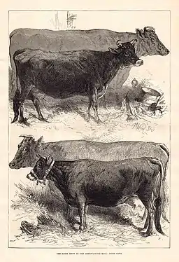 Harrison Weir, The Dairy Show at the Agriculture Hall: Prize Cows; The Illustrated London News, 1876