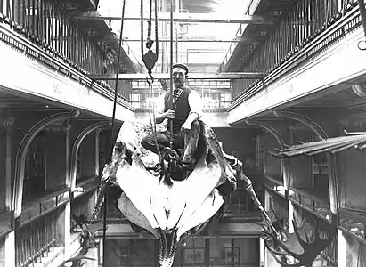 Brazenor sitting atop the Manchester sperm whale, 1898 (Manchester Museum)
