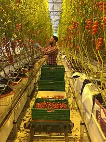 Harvesting digeponic tomatoes in Norway