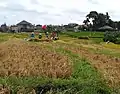 Harvesting rice in Canggu