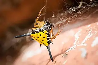 G. hasseltiKrachan National Park, Thailand