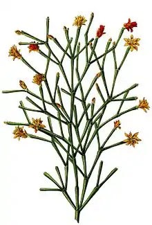 Illustration of Hatiora salicornioides