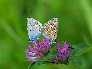 Mating