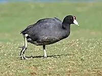 Hawaiian coot with red frontal shield