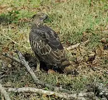 Mountain hawk-eagle