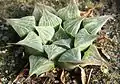 The "acuminata" variety, with its lighter colour and pointed, "acuminate" leaves