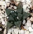 The tiny, dark-coloured Haworthia mirabilis var. maraisii, usually considered a separate species Haworthia maraisii.