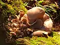 Fungus on tree root