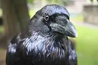 Head of a common raven