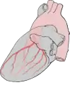 Heart left lateral coronaries diagram